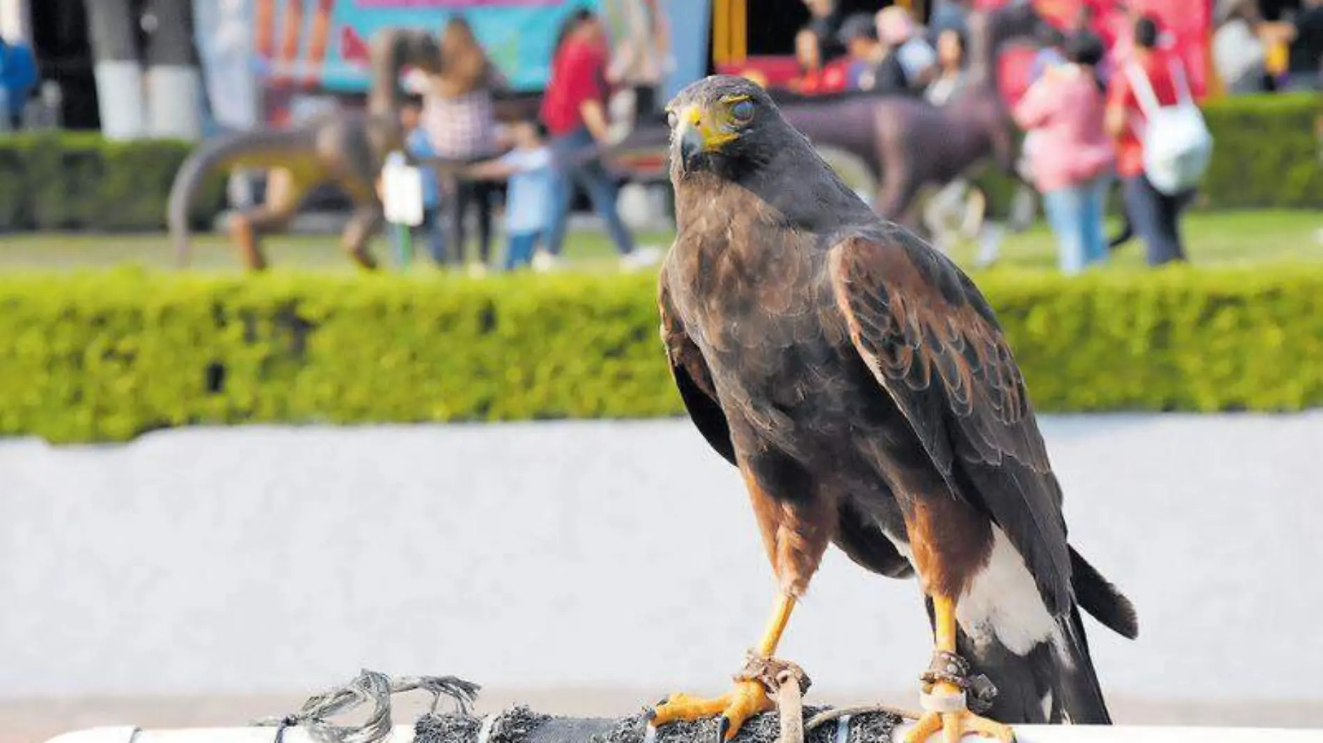 El evento fue oganizada por el club de cetrería Imperio Águila y el club de conservación Vida Verde